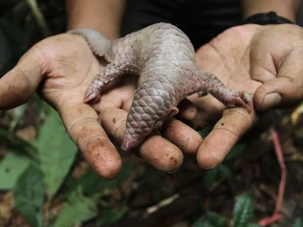 Animales raros del mundo reales - Imagui