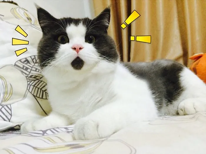 Conoce Al Gato Asombrado, Siempre Con Cara de Sorpresa | Bored Panda