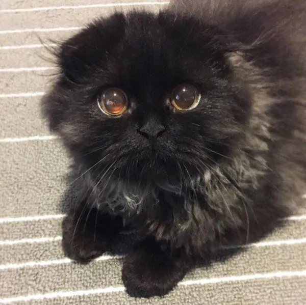 Conoce a Gimo, el gato con los ojos más grandes que hayas visto