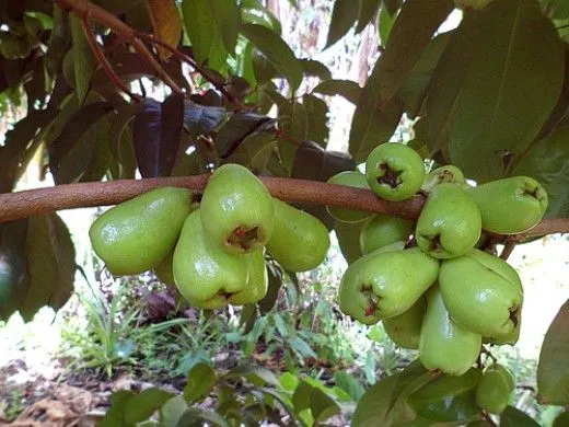 Conoce la manzana de agua o manzana malaya | El Yerbario