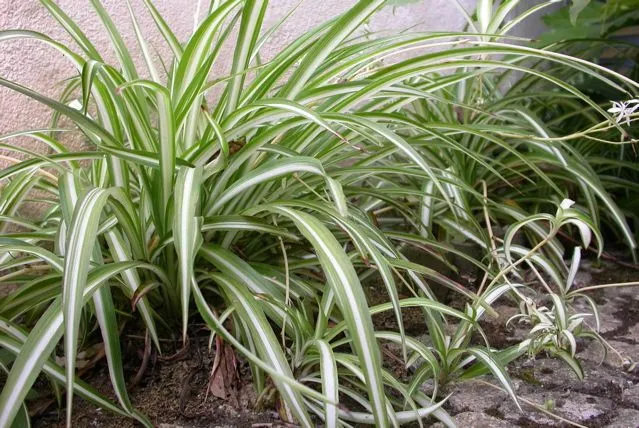 Conoce las Plantas: Cinta (Chlorophytum comosum)