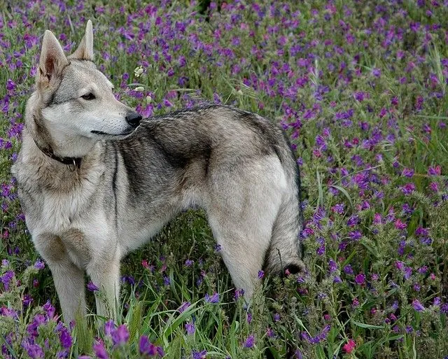 Conocéis al Perro Lobo Herreño? - (Discusión General) | Perros.