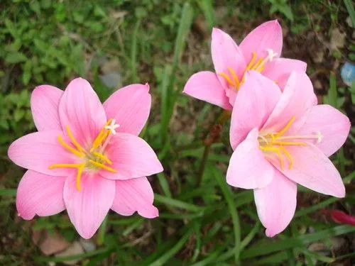 CONOCEIS ESTA PLANTA? | Cuidar de tus plantas es facilisimo.com