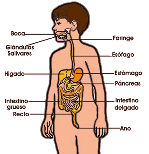 Conocemos el aparato digestivo