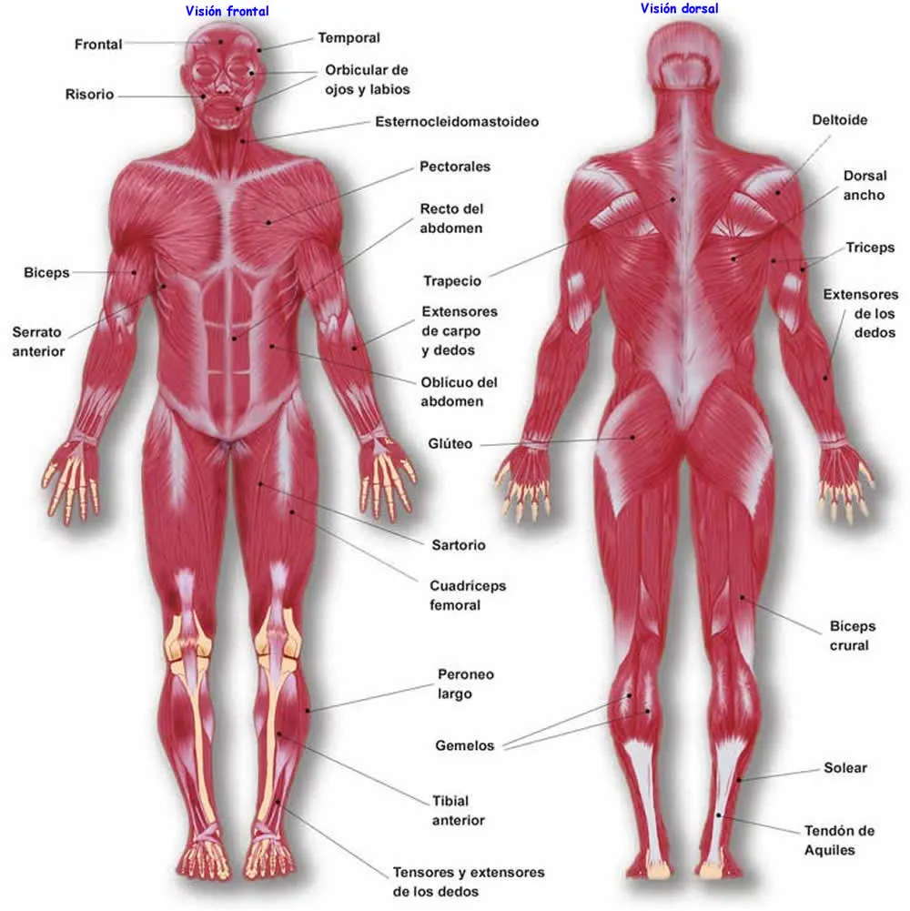 Conociendo el cuerpo humano