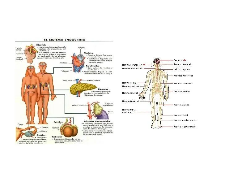 Conociendo nuestro cuerpo (power point)