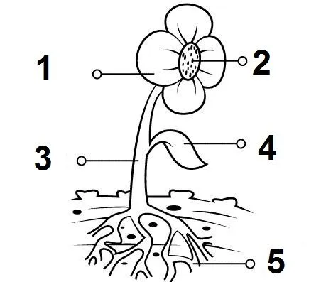 Conociendo nuestro entorno: Conoces las partes que componen una flor ?