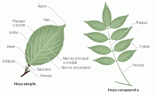 conociendo las hojas: conociendo las hojas