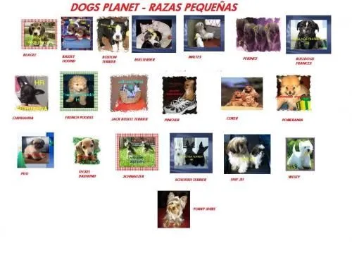 Conociendo a Los Perros: Tipos de razas