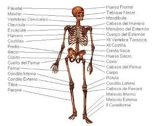 CONOCIMIENTO DEL MEDIO 5º y 6º