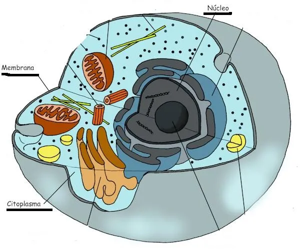 Conocimiento del Medio 5: Partes de la célula