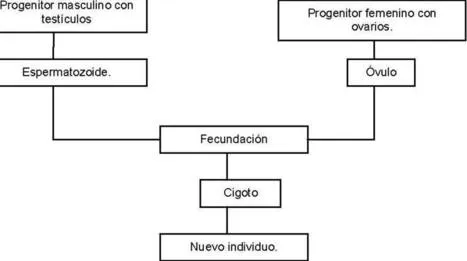 Conocimiento del Medio 6º: LA FECUNDACI&Oa...