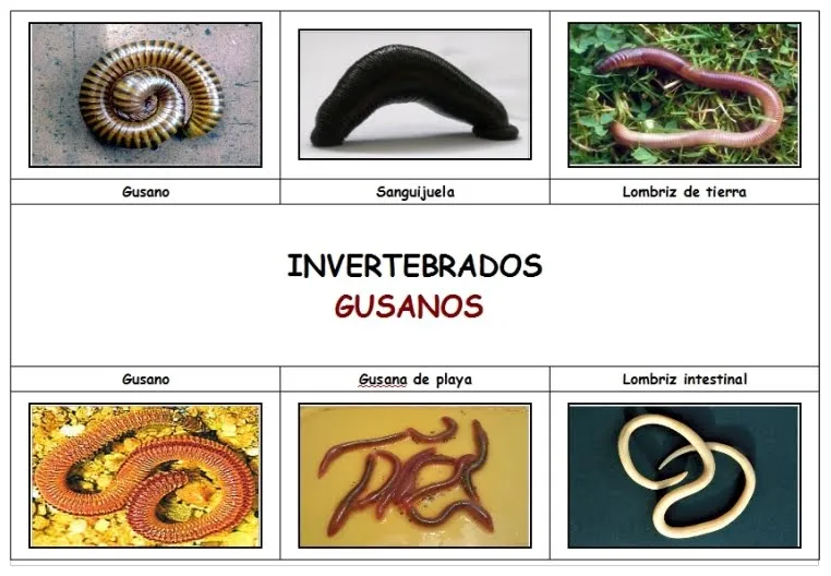 Animales invertebrados nombres - Imagui