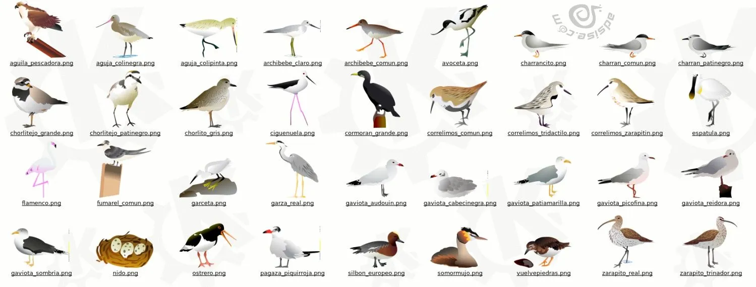 CONOCIMIENTO DEL MEDIO: LAS AVES