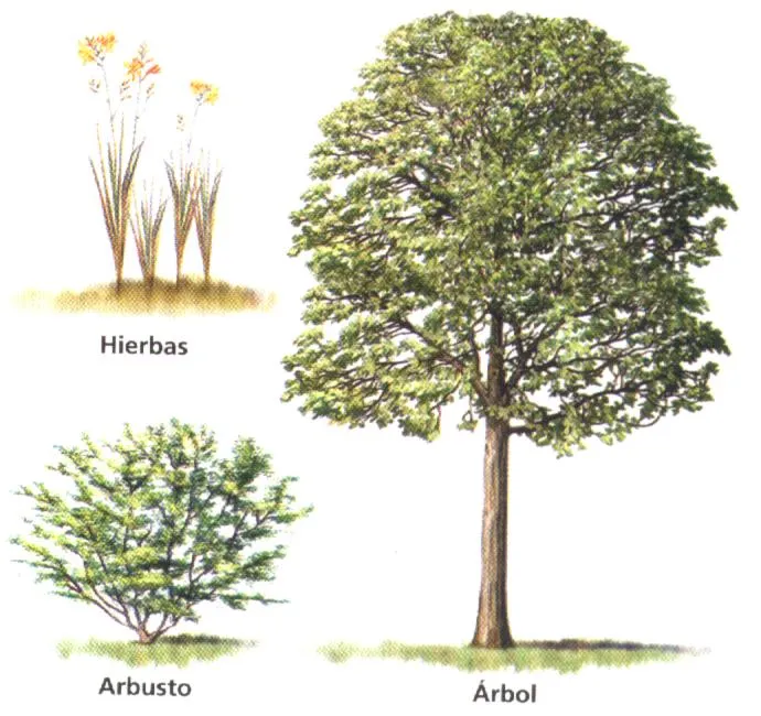 CONOCIMIENTO DEL MEDIO NATURAL, SOCIAL Y CULTURAL