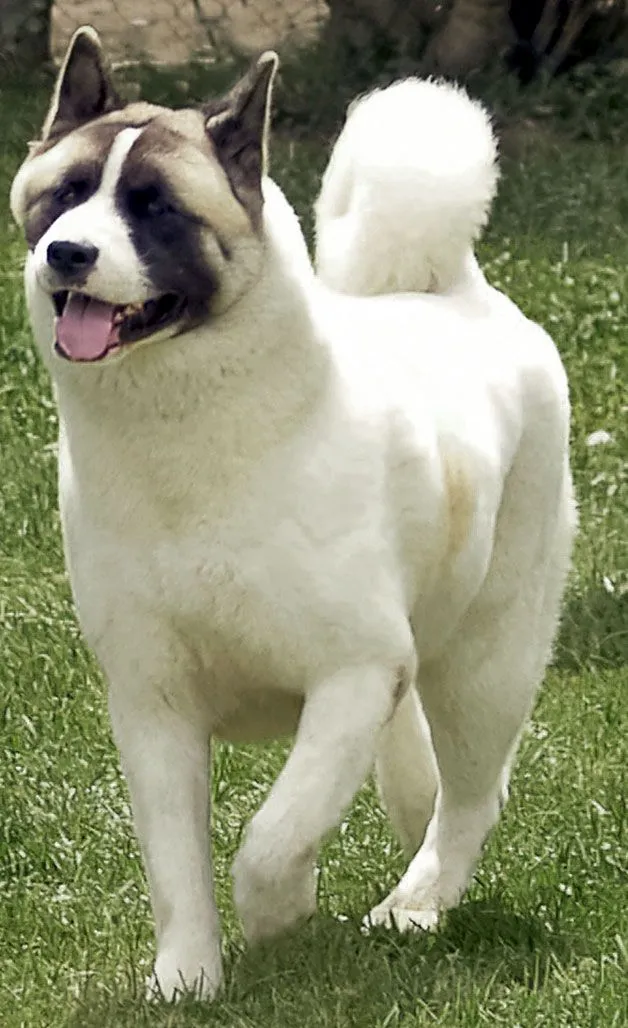 Conozca la raza Akita Americano [Gran perro japonés] | Razas de ...