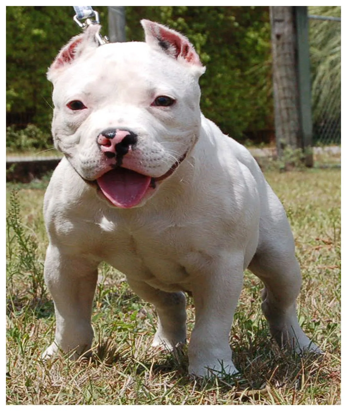 Conozca la raza de perro American Bully [Americanos] | Razas de ...