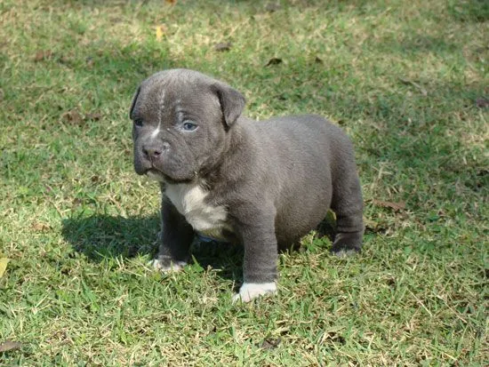 Conozca la raza de perro American Bully [Americanos] | Razas de ...