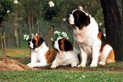 Conozca la raza de perro San Bernardo [Bernhardiner o Saint ...