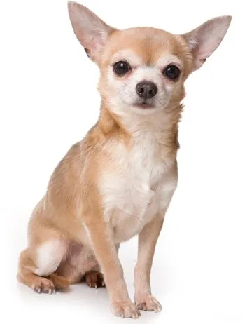 Conozca mejor a la raza de perros Chihuahua | Nombres para Perros