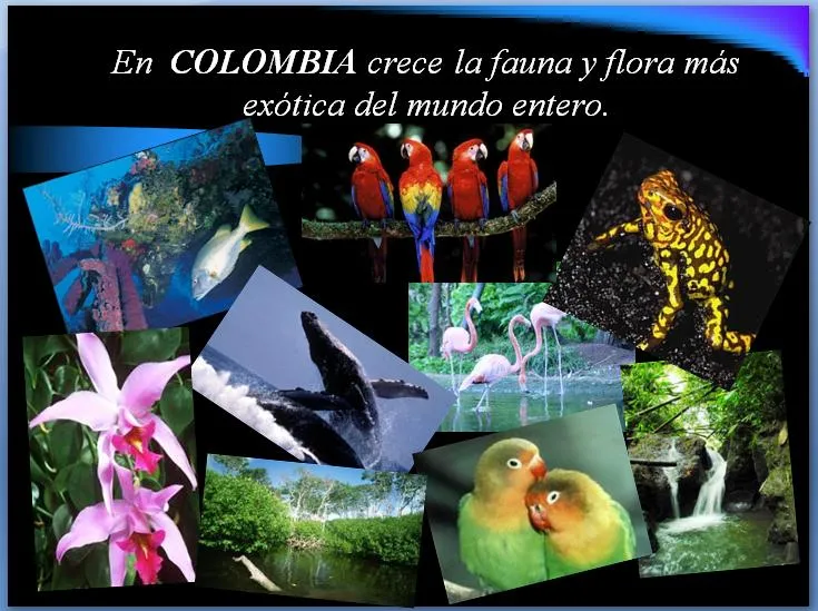 CONOZCAMOS A COLOMBIA: FLORA Y FAUNA DE COLOMBIA