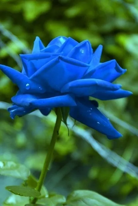 Rosas azules de amor gif - Imagui