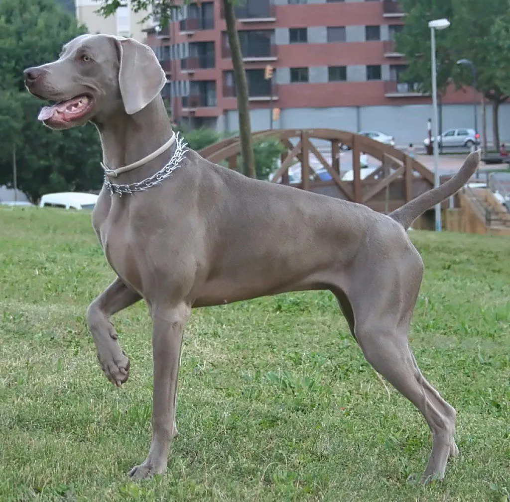 Consejos para corregir a los perros Weimaraner . PerrosAmigos.