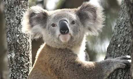 Conservationists accuse governments of failing to protect koalas ...