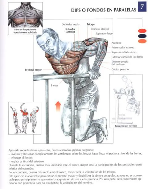 Construye pectorales voluminosos, ejercicios para el pecho - Punto ...