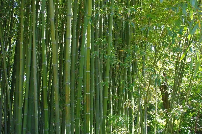 CONSTRUYENDO BARCOS: Madera de Bambu