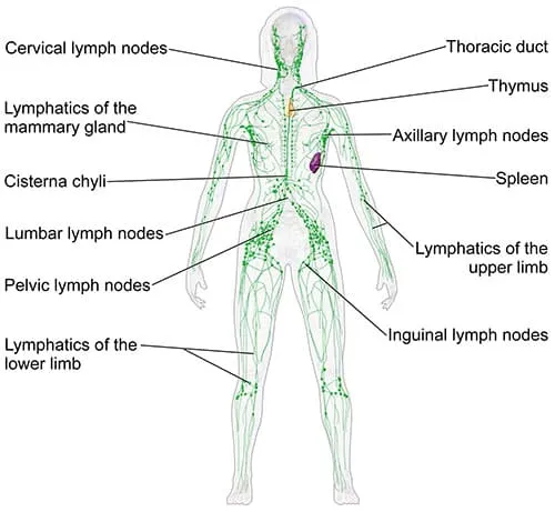 Consulta de acupuntura y terapias naturales