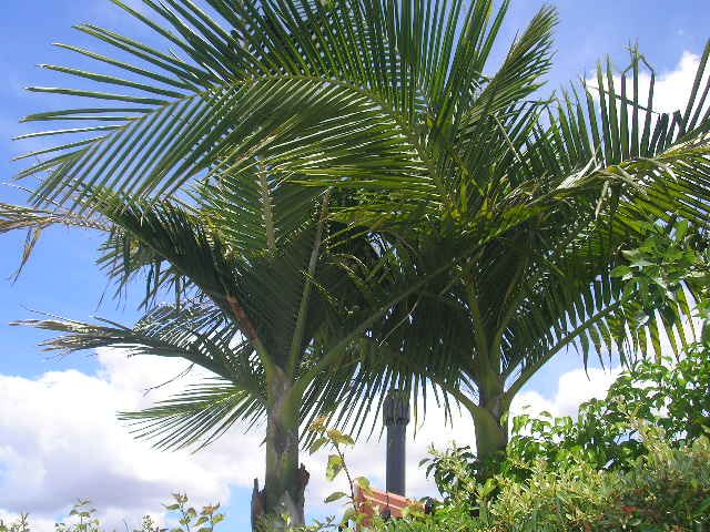 Consulta! Que tipo de palmera es esta? - Foro de InfoJardín