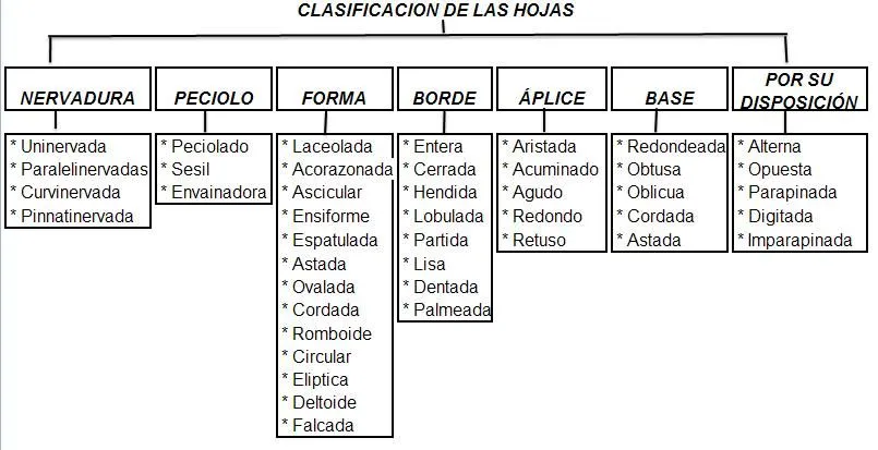 Consultas: GUIA DE HERBARIO