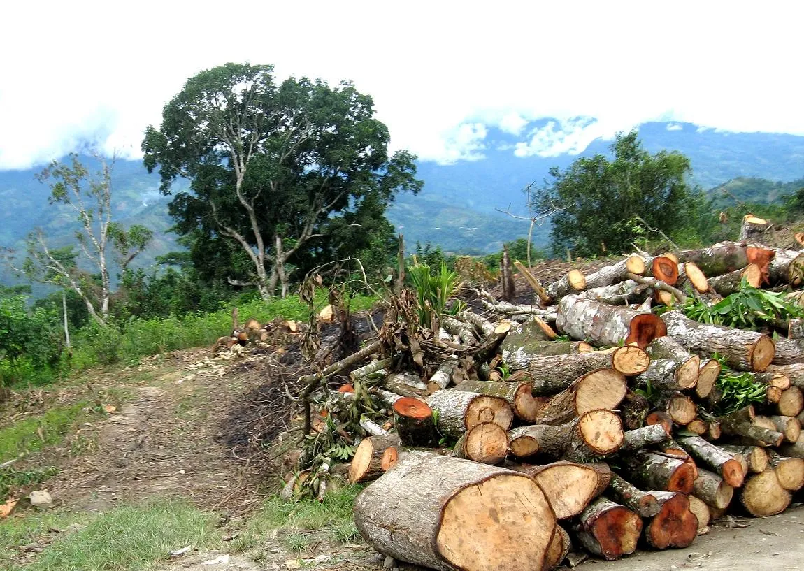 CONTAMINACION AMBIENTAL (MARLY SANDOVAL): IMAGENES DE ...