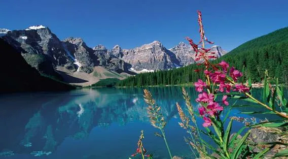 La contaminacion del medio ambiente - Monografias.com