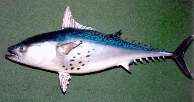 La contaminación hace hermafroditas a unos peces en el ...