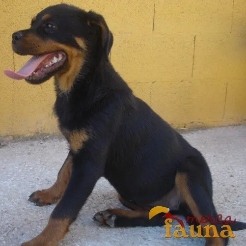 Contartar con anuncio: Vendo Rottweiler cachorra de 8 meses ...