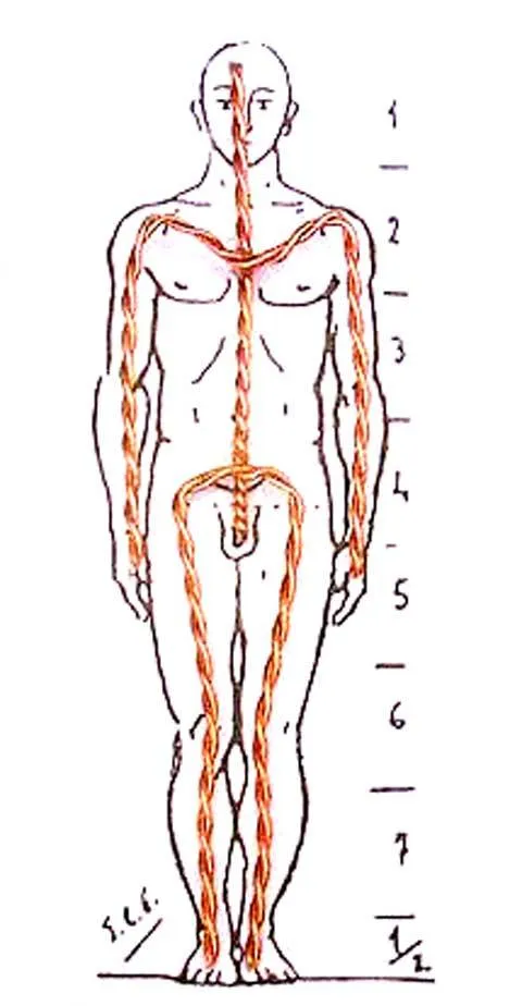 Contorno del cuerpo humáno - Imagui