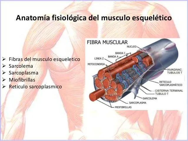 Contracción del musculo esquelético