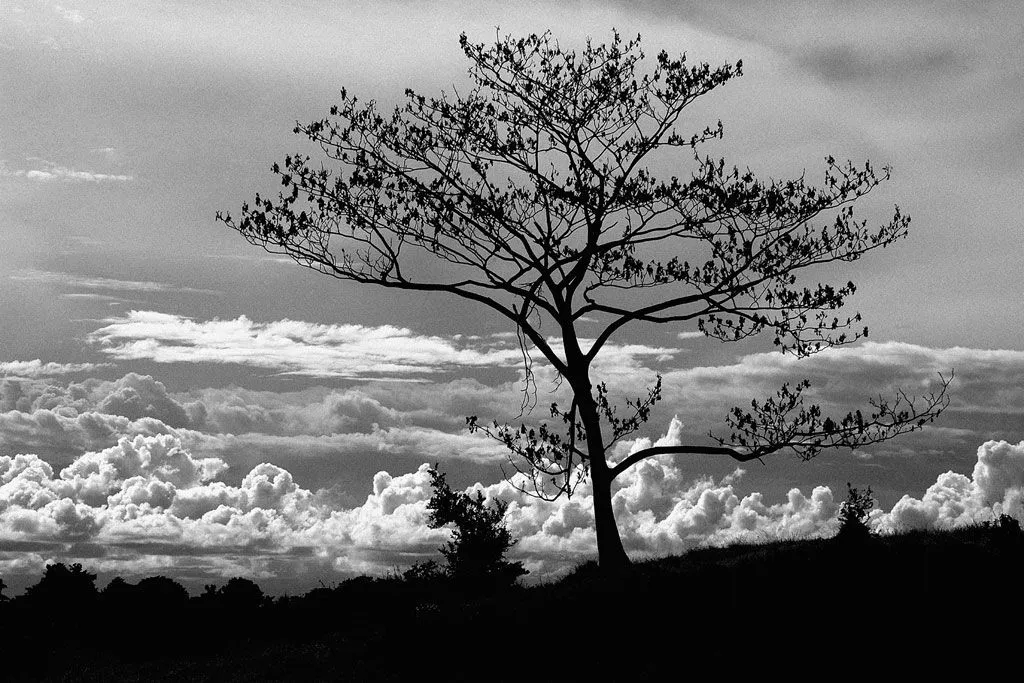 Contraste de Arbol II | Galería MOAGalería MOA