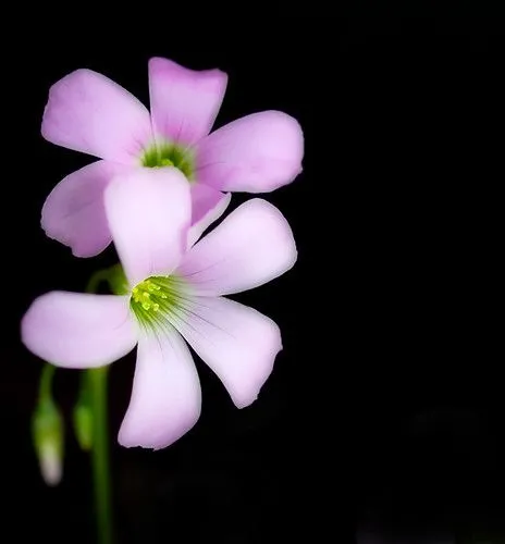 en contraste tome hoy algunas fotos de flores con fondo