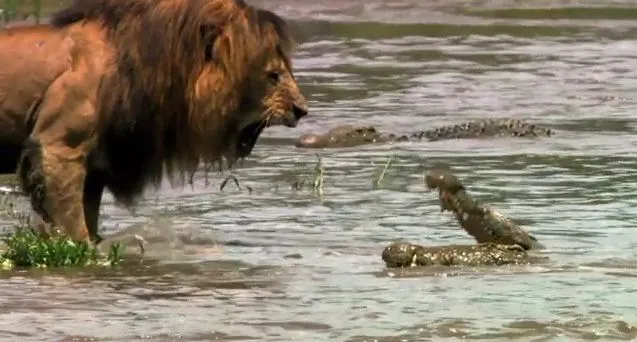 Controversia beisbolera (leones versus cocodrilos) | La Jeringa