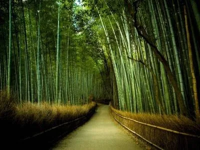 Conversaciones de café: Hay que ser como el agua en un bosque de bambú