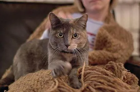 Cómo conversar con tu gato | GATOSPEDIA