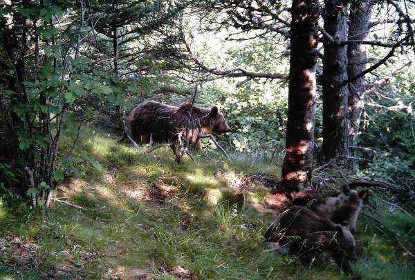  ... coordinado de la población de oso pardo en el Valle del Ebro