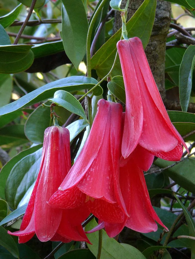 Copihues de invierno/Chilean bell flower/Lapageria rosea | Zoom's ...