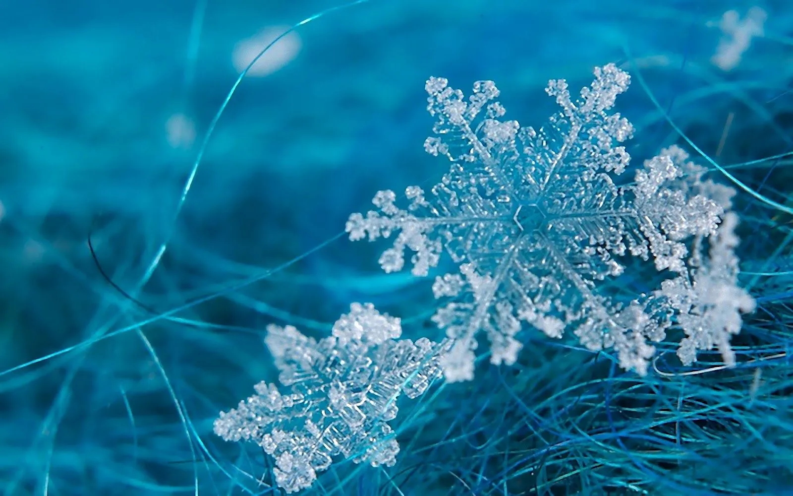 Copo de Nieve Macro Zoom - Fondos de Pantalla HD - Wallpapers HD