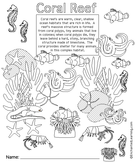 Coral Reef Animal Printouts Cover Page - EnchantedLearning.com