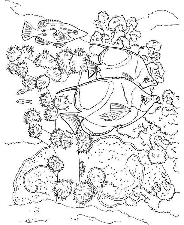 Coral Reef Coloring Book sample || Dover | Color It! | Pinterest