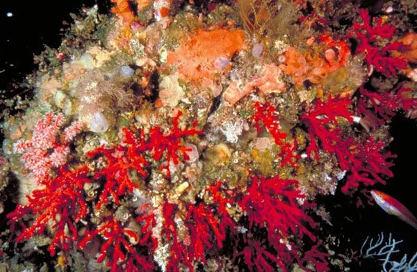 Coral Rojo / Isla de Alborán / Andalucía / Turismo / Guías ...